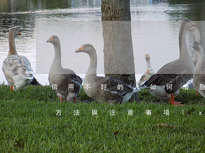信用不好的人如何借款？探討解決方法與注意事項(xiàng)